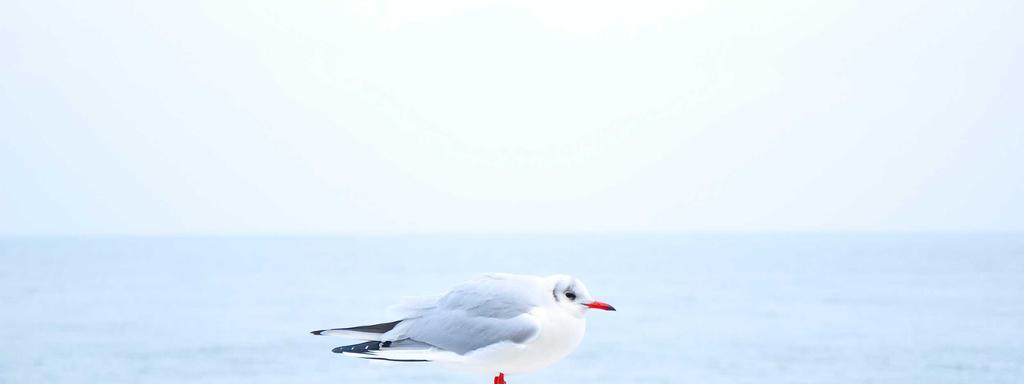 Foto di copertina